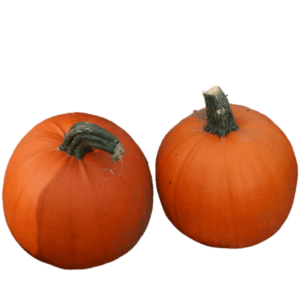 Hybrid Pumpkin Gold Medal