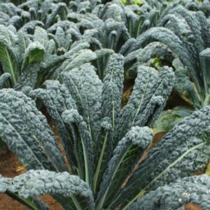 cavolo nero raven f1