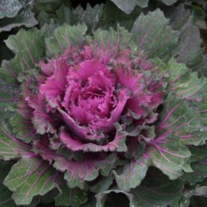 Buttonhole Kale Starmaker