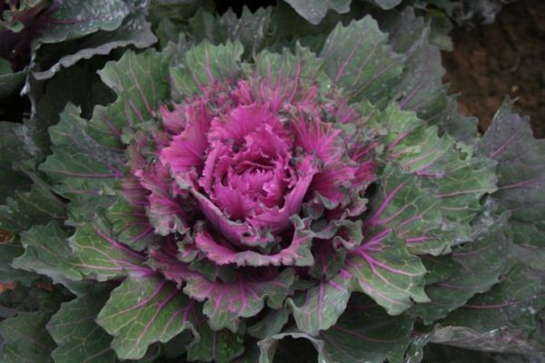 Buttonhole Kale Starmaker