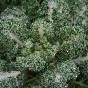 textured ruffled leaves Coloured kale Emerald Ice