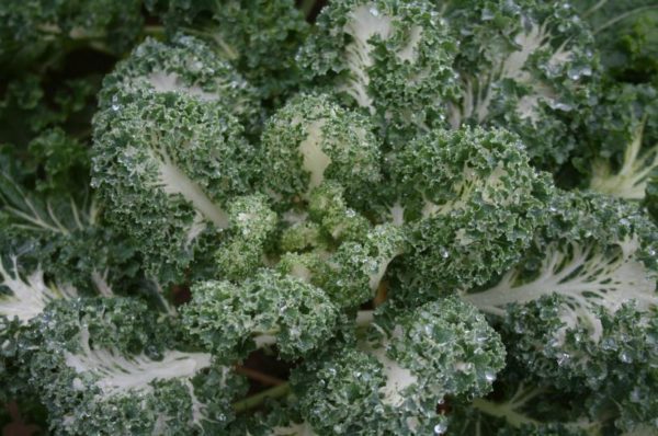 textured ruffled leaves Coloured kale Emerald Ice