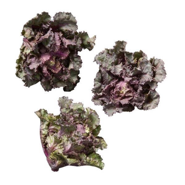 Kalettes®