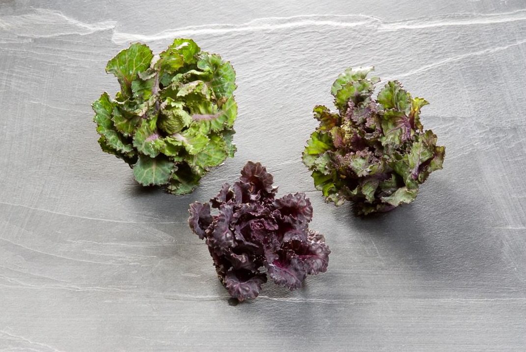 Kalettes: Product of the Year at the We’re Smart Taste Summit