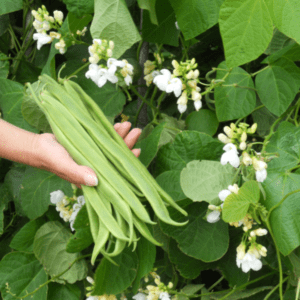 Runner bean Monnlight