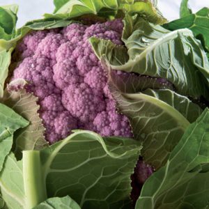 Cauliflower Mulberry