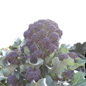 Purple Sprouting Broccoli Rudolph