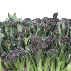 Purple sprouting broccoli Summer Purple