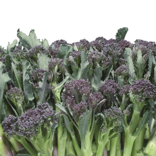 Purple sprouting broccoli Summer Purple