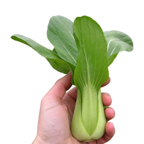 Pak Choi Summer Breeze