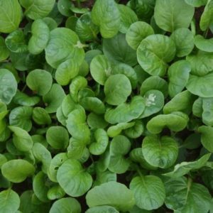 Oriental Vegetable Tatsoi Tah Tsai