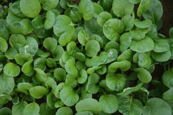 Oriental Vegetable Tatsoi Tah Tsai