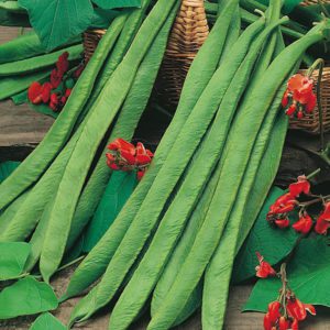 Runner Bean Polestar