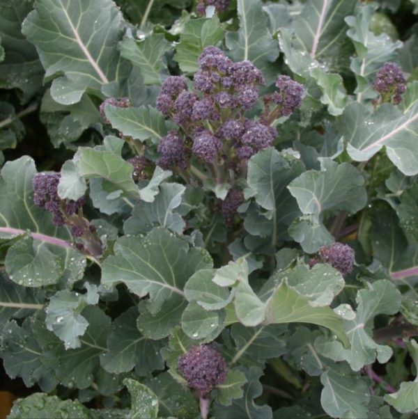 purple sprouting broccoli Blaze