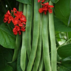 Runner Bean Firestorm