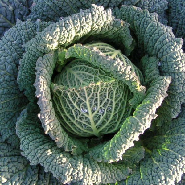 Savoy Cabbage Endurance