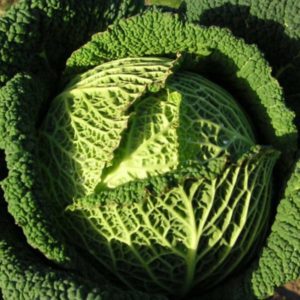 Savoy Cabbage Resolution F1