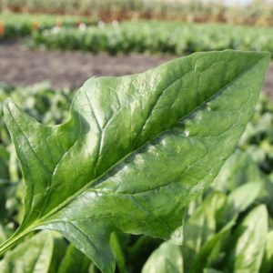 Oriental Spinach Harp F1