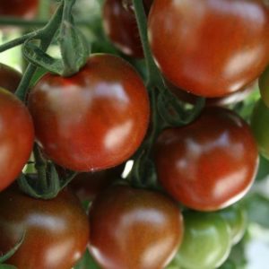 Tomato SunChocola F1