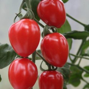 tomato Gardenberry F1