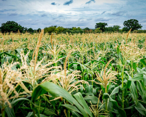 Our top 3 Sweetcorn varieties for early, mid and late season