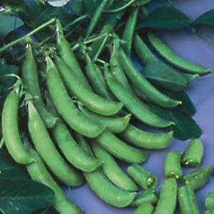 Pea Zuccola resistant to mildew