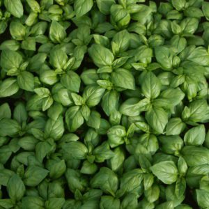 Basil Aroma 2