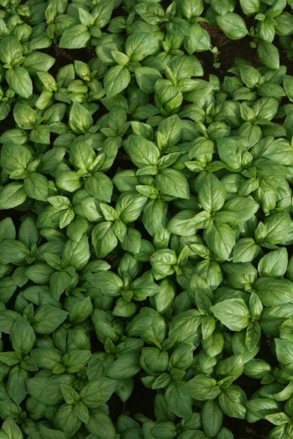 Basil Aroma 2