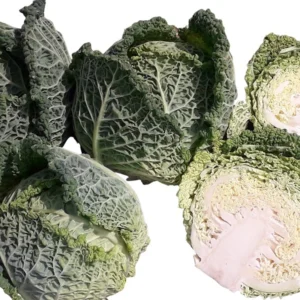 Savoy Cabbage Vanguard F1