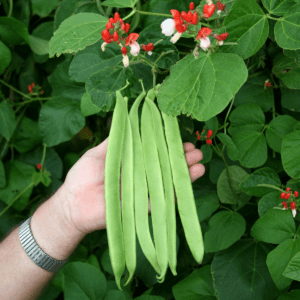 Bi-colour runner bean St George