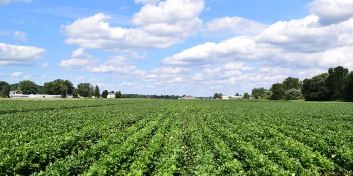 Field of Celery in Michigan