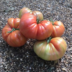 Tomate TZ 27073