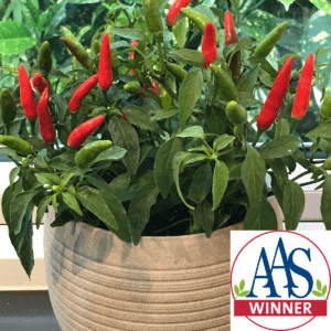 Chilli Pepper Quickfire AAS Winner 2022