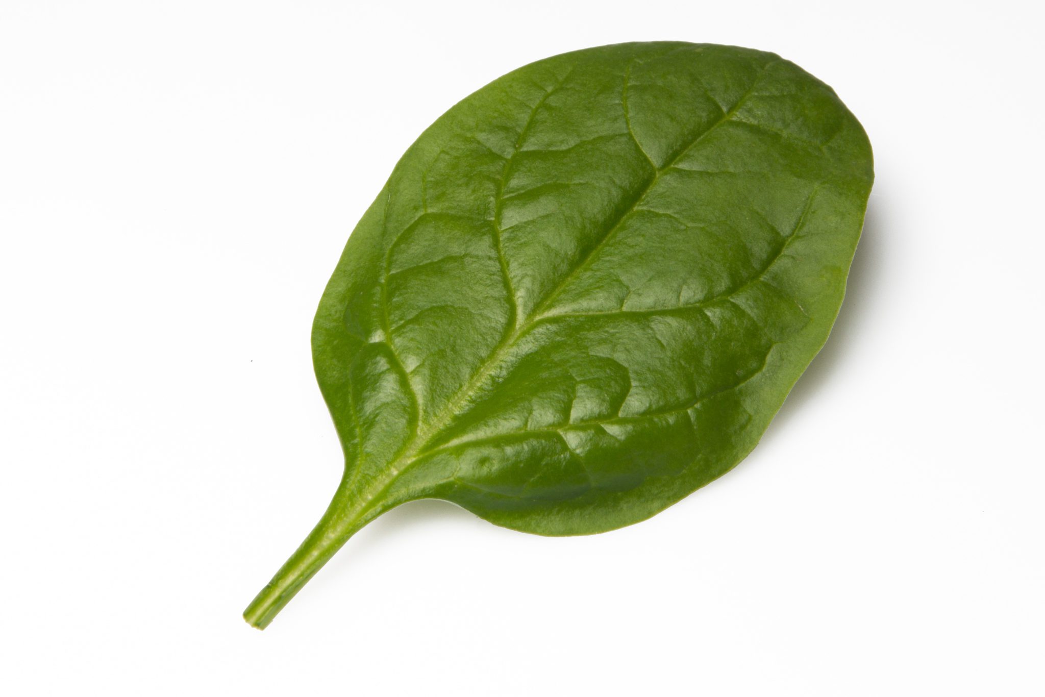 Smooth leaf Spinach Colusa F1
