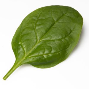 Smooth leaf Spinach Colusa F1