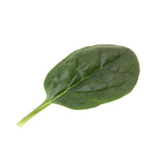 Smooth leaf spinach Dallas F1