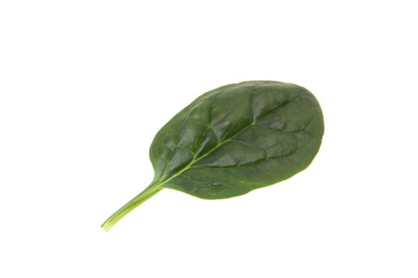 Smooth leaf spinach Dallas F1