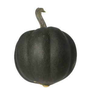 Acorn Winter Squash Honey Bear F1