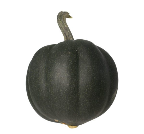 Acorn Winter Squash Honey Bear F1