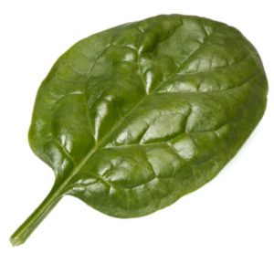 Semi-savoy Spinach Kiowa F1