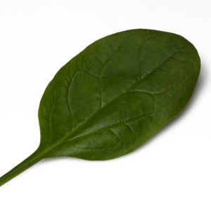 Smooth Leaf Spinach Nevada F1
