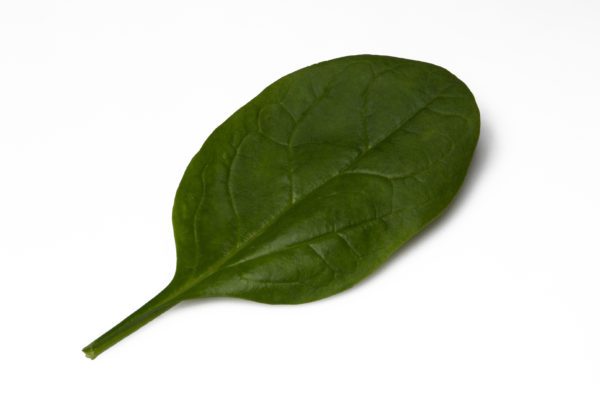 Smooth Leaf Spinach Nevada F1