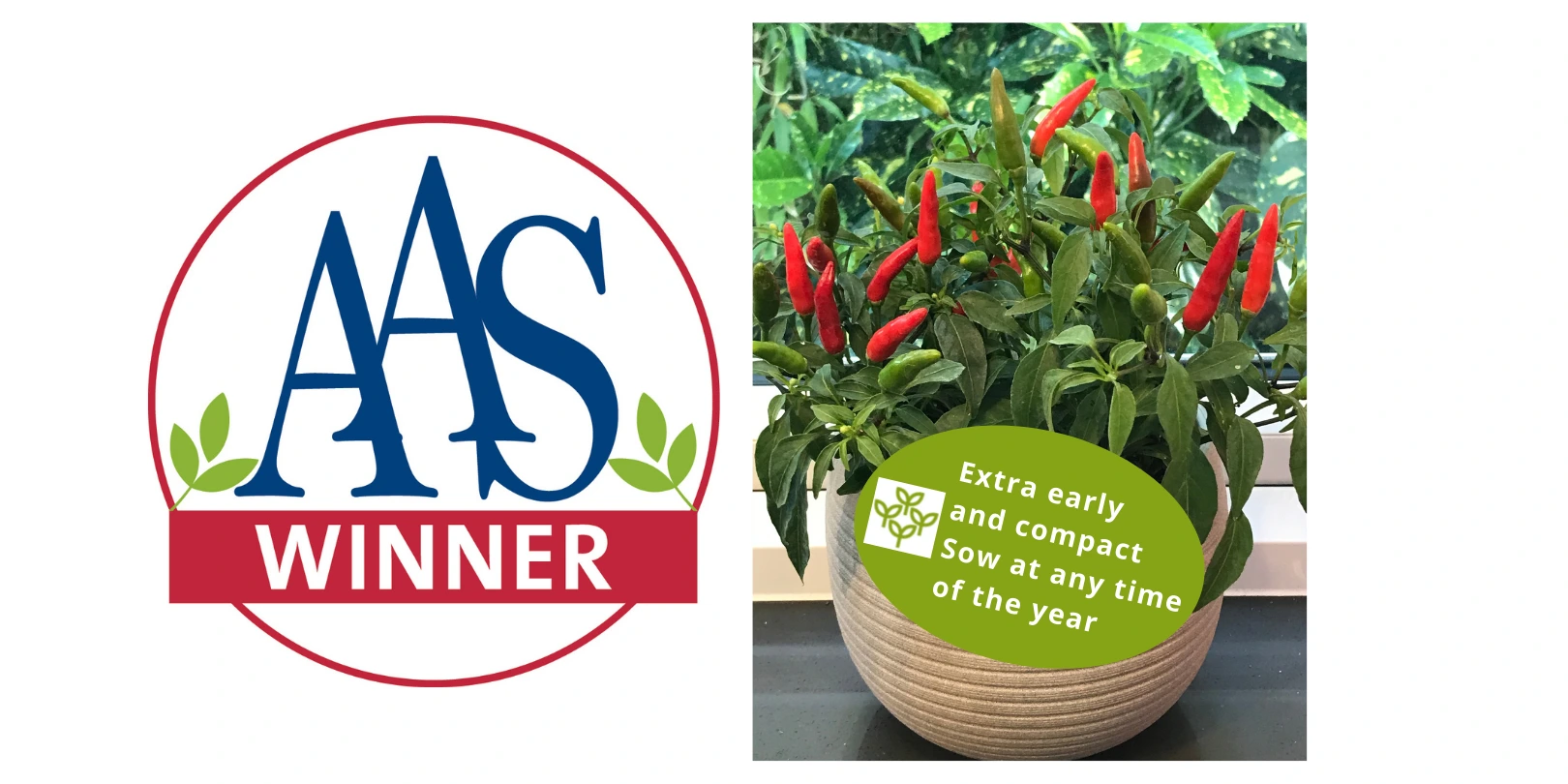 Ground breaking plant breeding produces Chilli Pepper Quickfire – AAS winner 2022