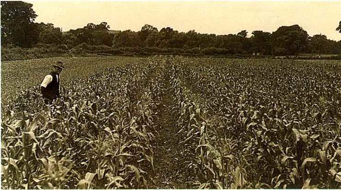 Early sweetcorn trials at Pyports HQ of Tozer Seeds