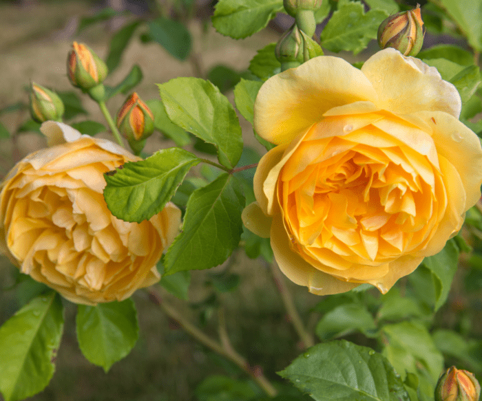 David Austin Rose Golden Celebration