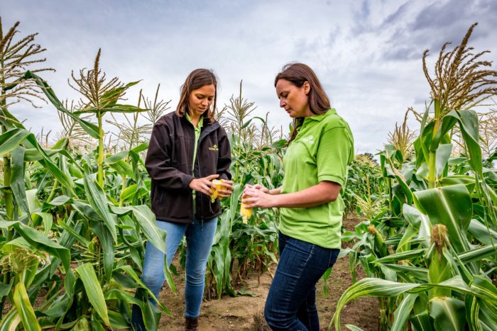 Charlotte Wheeler and Isobel Tickner in sweetcorn trials