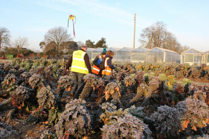 Recording BBC Radio 4 Farming Today in a field of Kalettes