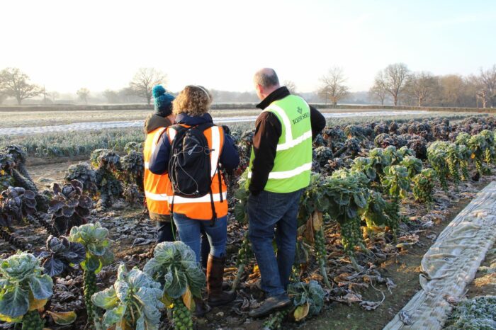 Getting up close to a field of Kalettes growing in the frost