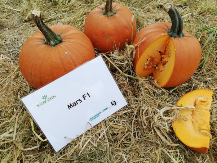 Pumpkin and Squash Open Day Krakow 2018