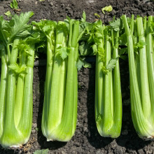 Celery Huron F1